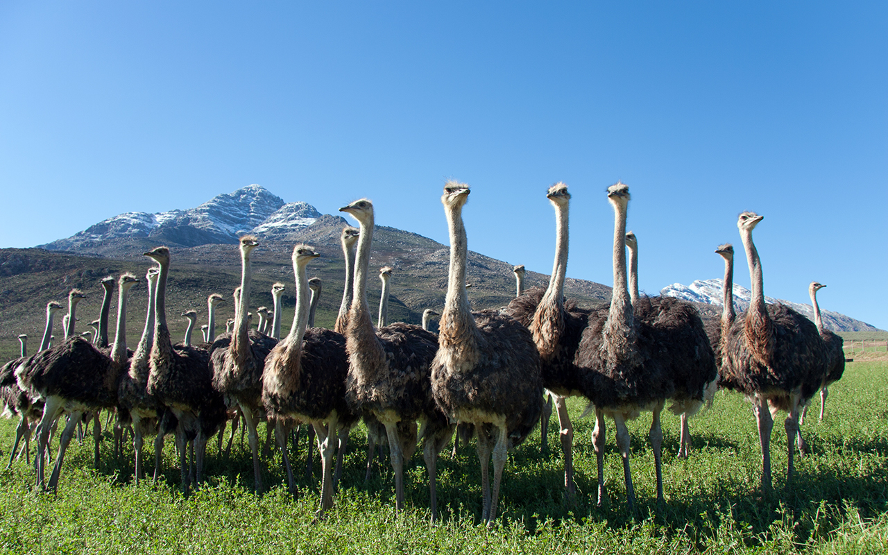 Wildlife Safari in Africa: Big Five, Vast Savannahs, and Sunset Game Drives